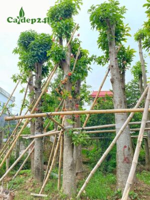 CÂY SALA (CÂY THA LA)